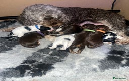 Cockapoo dogs for sale: Stunning litter of f1b cockapoo puppies  - Image 4