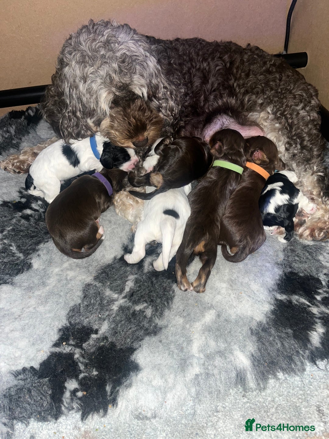 Cockapoo dogs for sale: Stunning litter of f1b cockapoo puppies  - Image 4