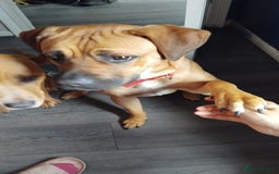 Mixed Breed dogs for sale: Nyla  - Image 2