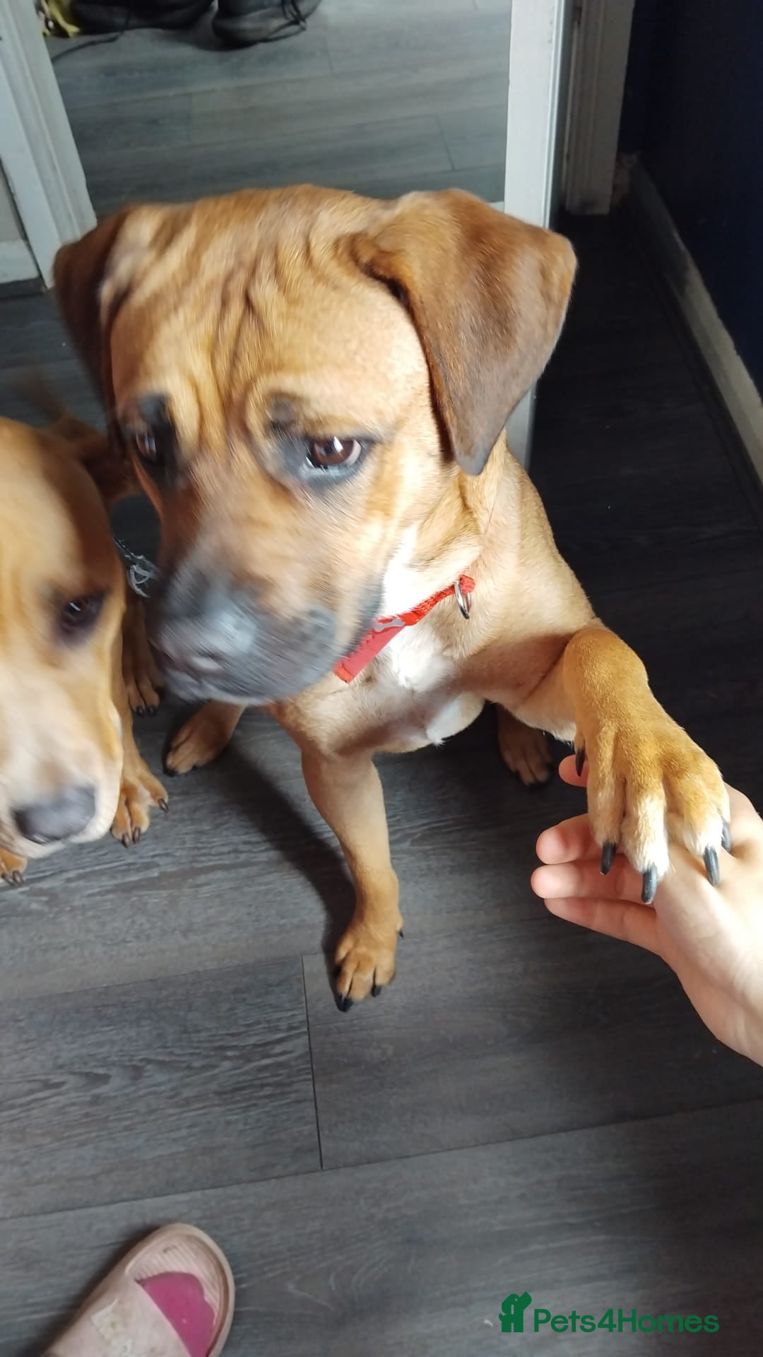 Mixed Breed dogs for sale: Nyla  - Image 2