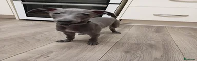 Whippet 2