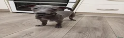 Whippet dogs for sale: (Solid) Blue Whippet KC Registered Puppies - Advert 25