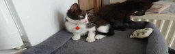 Mixed Breed cats for sale: 5 cuties looking for new forever homes - Advert 27