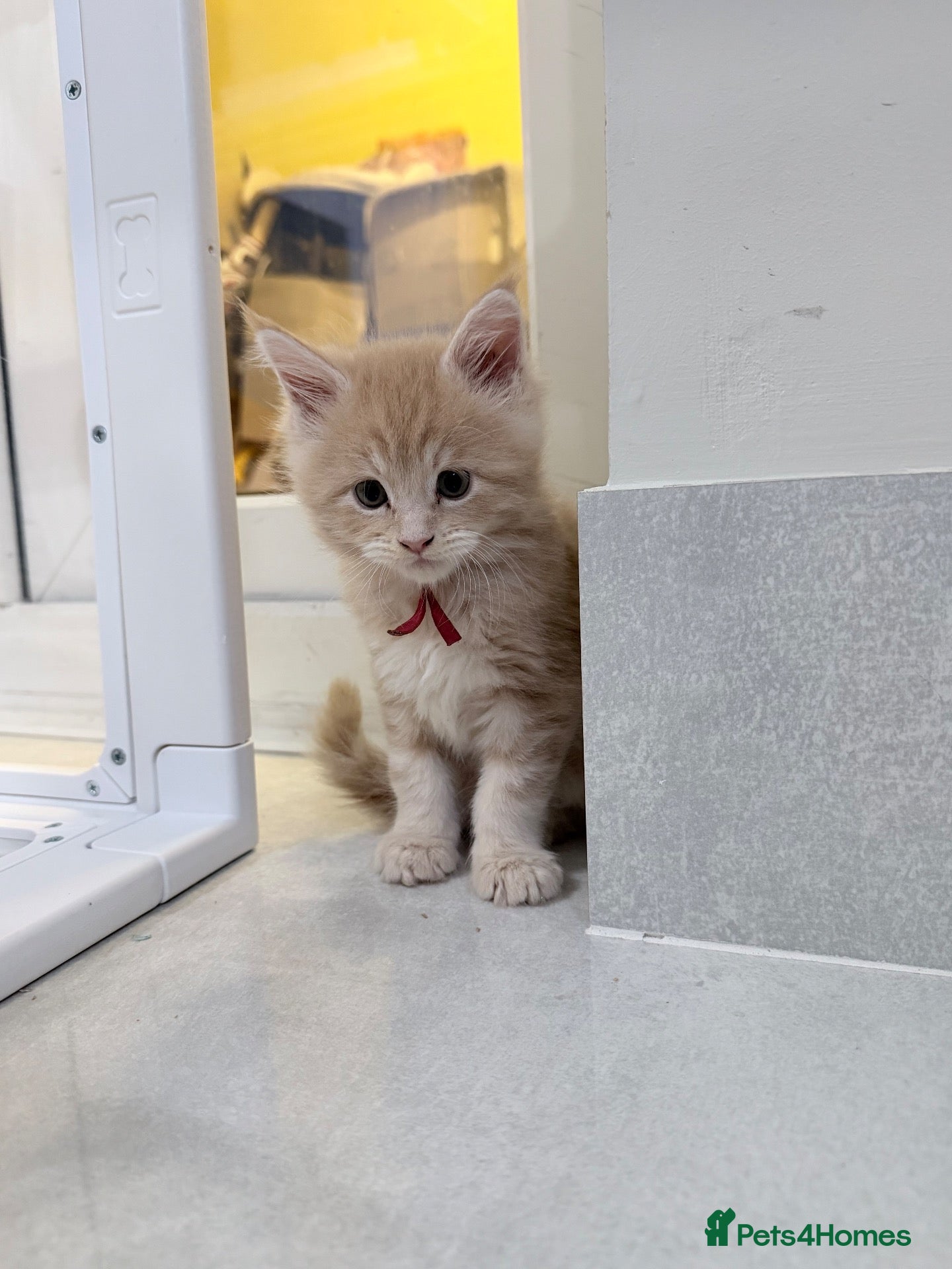 Maine Coon cats Stunning Maine Coon Kittens - Advert 1