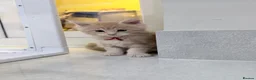 Maine Coon cats for sale: Stunning Maine Coon Kittens - Advert 1