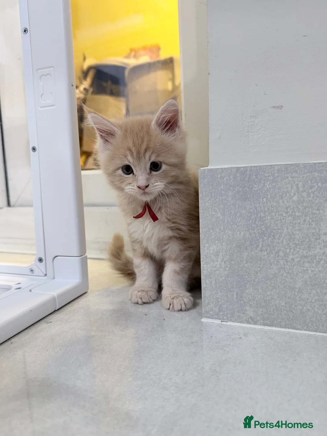 Maine Coon cats for sale: Stunning Maine Coon Kittens - Advert 1