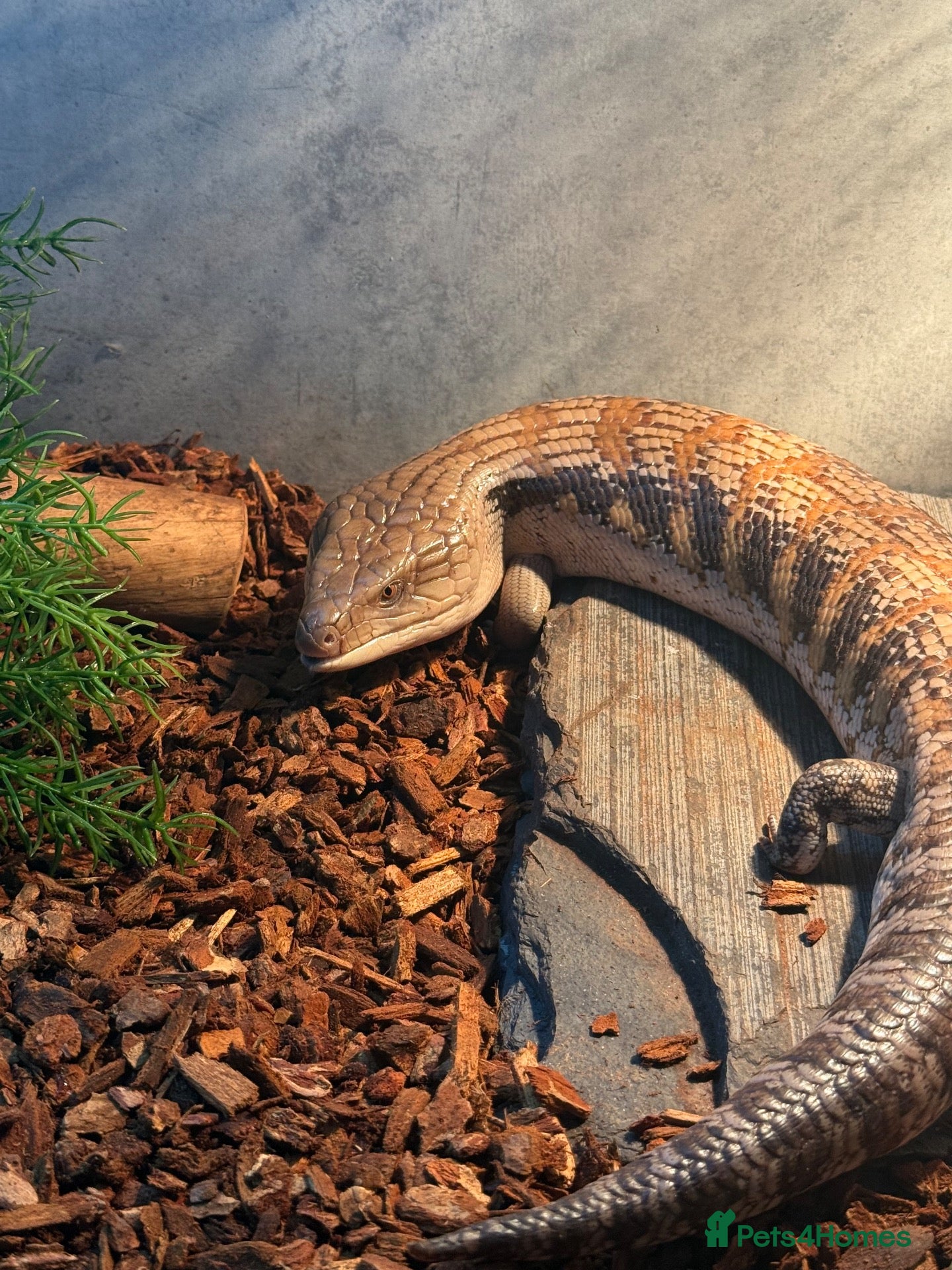 Skink reptiles Blue tongued skink - Advert 2