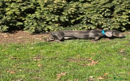 Miniature Dachshund dogs for stud: KC REG BLUE STUD EXTENSIVELY HEALTH TESTED  in Kidderminster - Image 4
