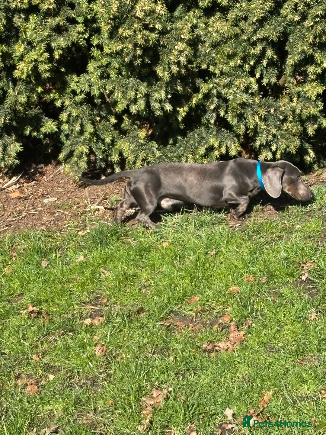 Miniature Dachshund dogs for stud: KC REG BLUE STUD EXTENSIVELY HEALTH TESTED  in Kidderminster - Image 4