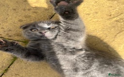 Scottish Fold cats for sale: Scottish-fold Kittens   - Image 11