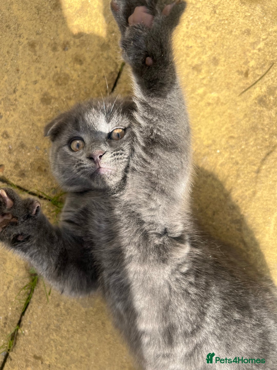 Scottish Fold cats for sale: Scottish-fold Kittens   - Image 11