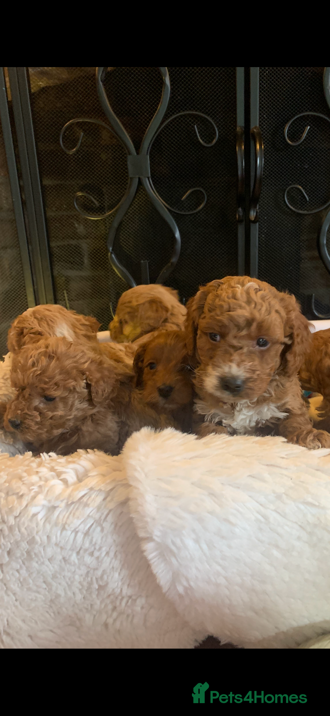 Cockapoo dogs for sale: F1b cockapoo  - Advert 23