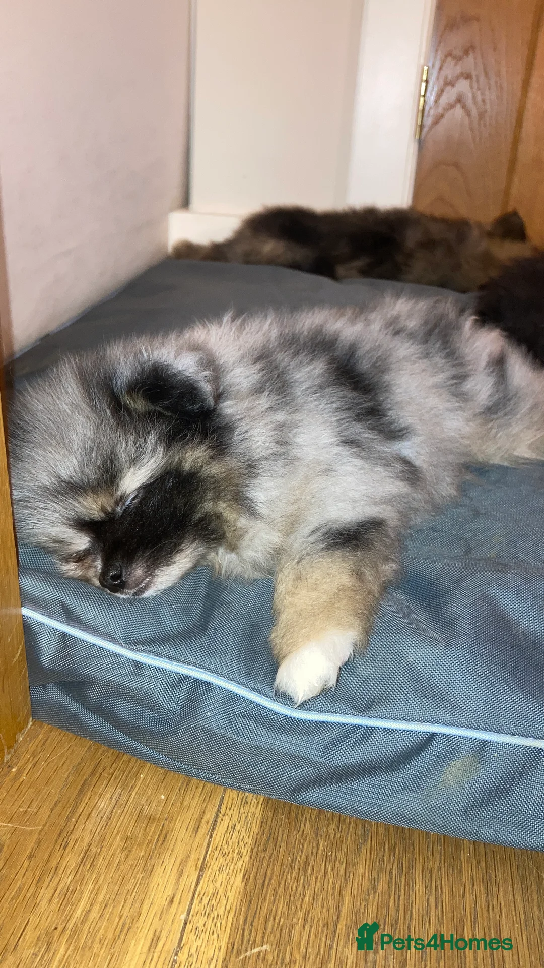 Pomeranian dogs for sale: Stunning litter of 6 Pomeranian Pups - Advert 9
