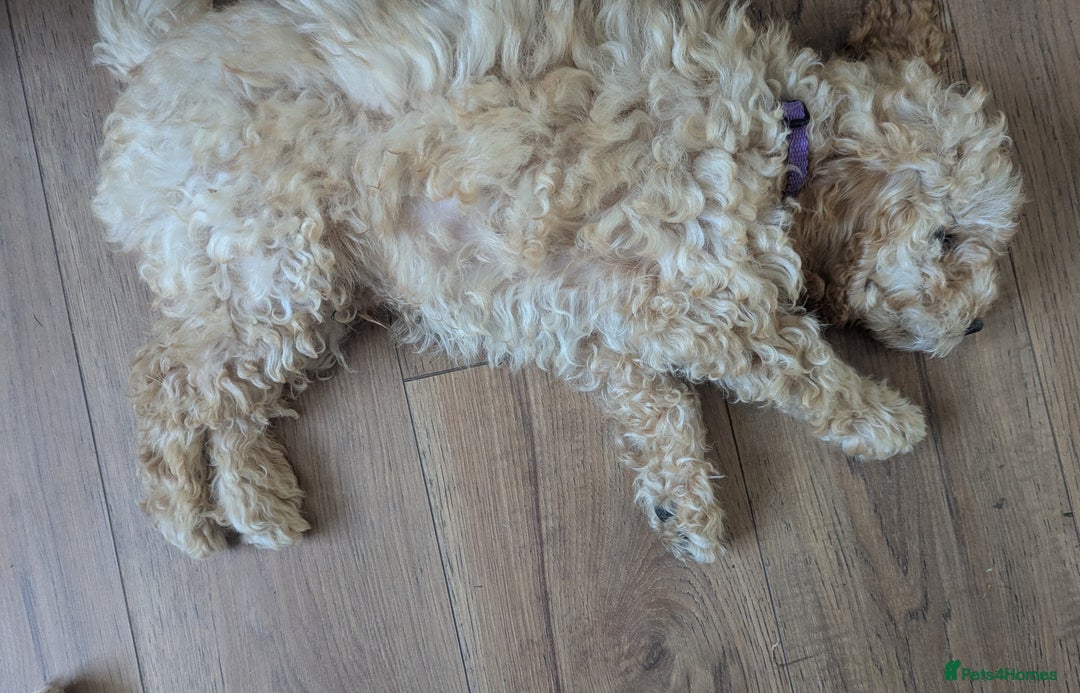Poodle dogs for sale: ⭐ READY⭐ Reduced Adorable poodles puppies  in Margate - Image 15