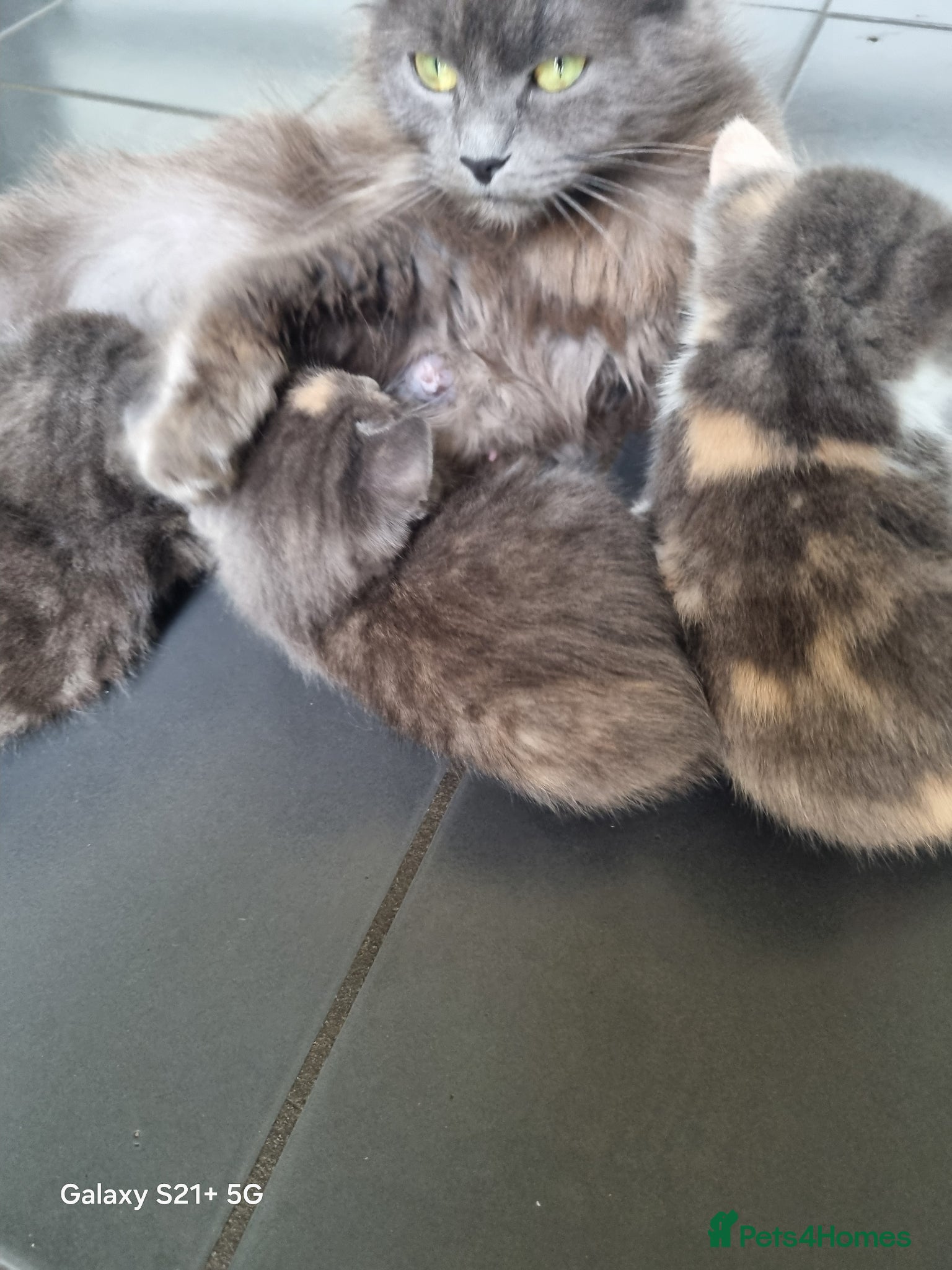 British Longhair cats for sale: Kittens  - Advert 6