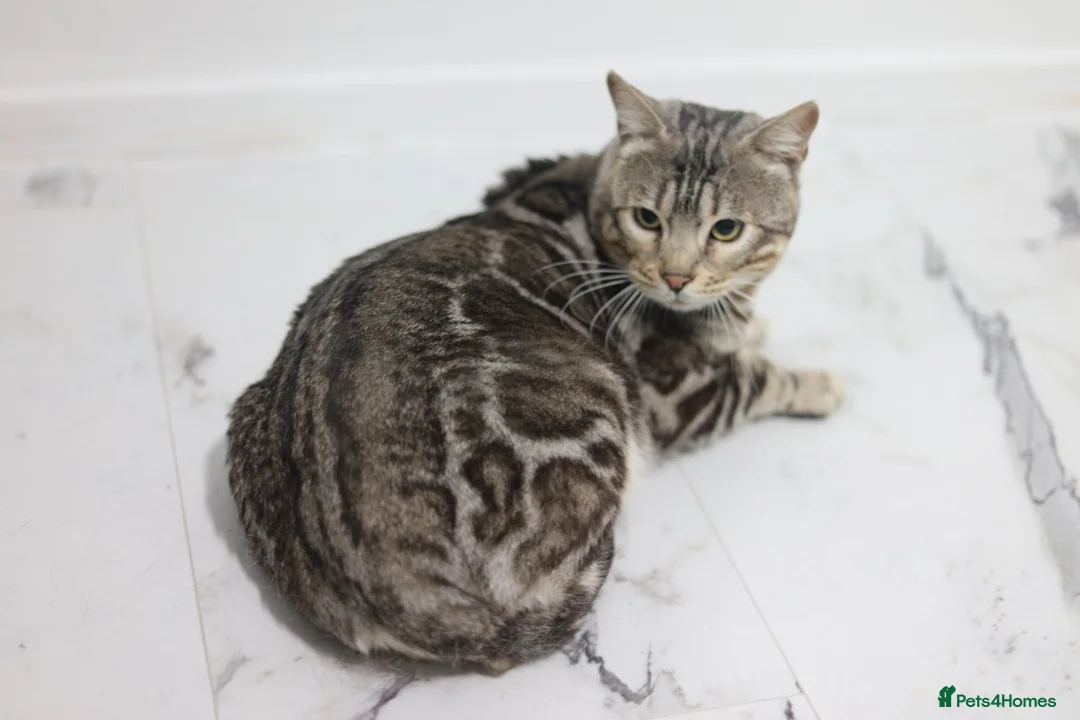 Bengal cats for stud: BLUE + SNOW CARRIER Silver Korea Import Clouded - Advert 2