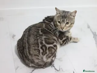 Bengal cats BLUE + SNOW CARRIER Silver Korea Import Clouded in Gateshead - Advert 5