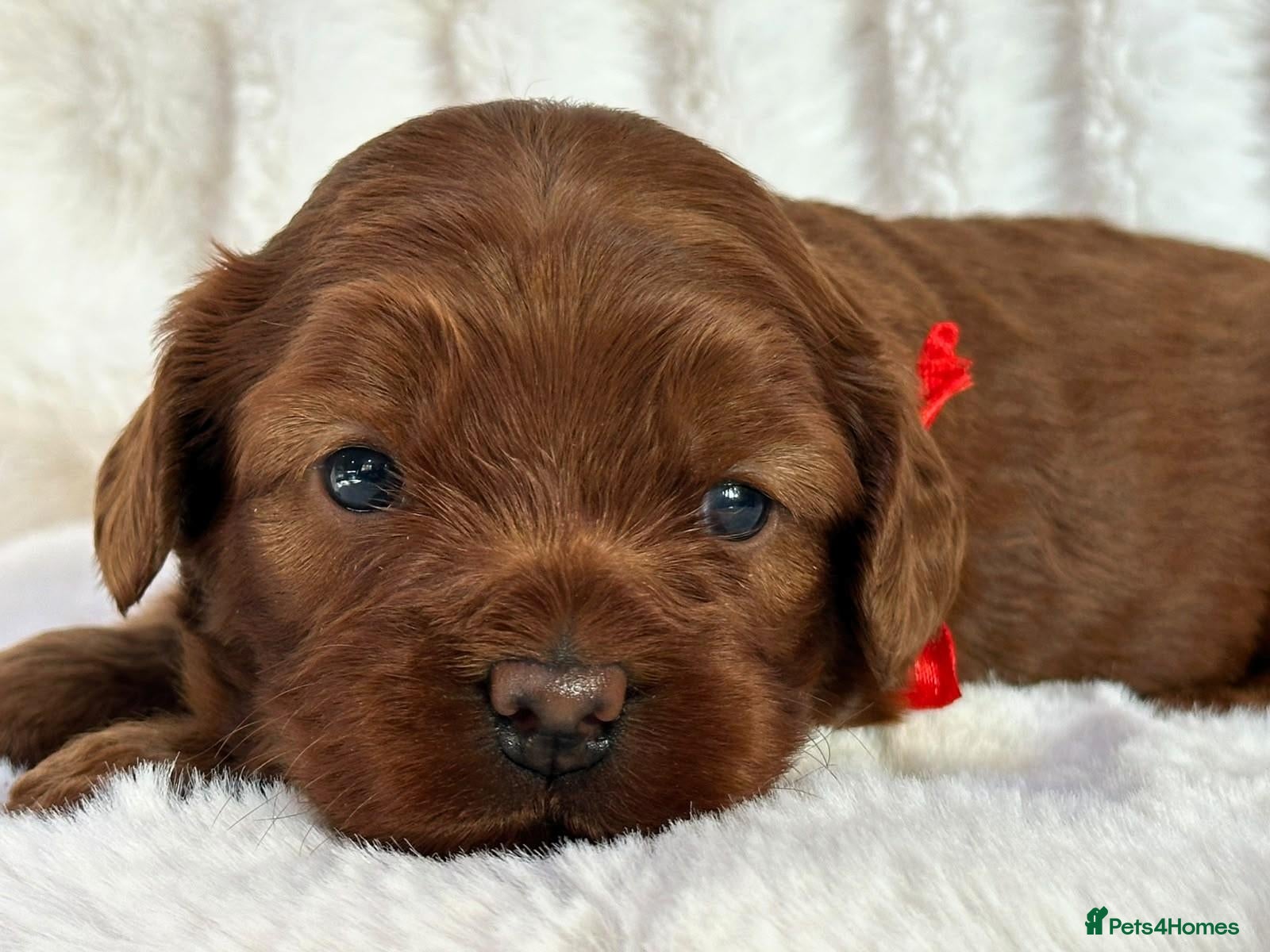 Australian Labradoodle dogs Superior Australian Labradoodle Puppies - Advert 1
