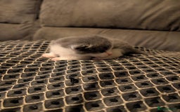 British Shorthair cats for sale: 3 British shorthair kittens  - Image 4