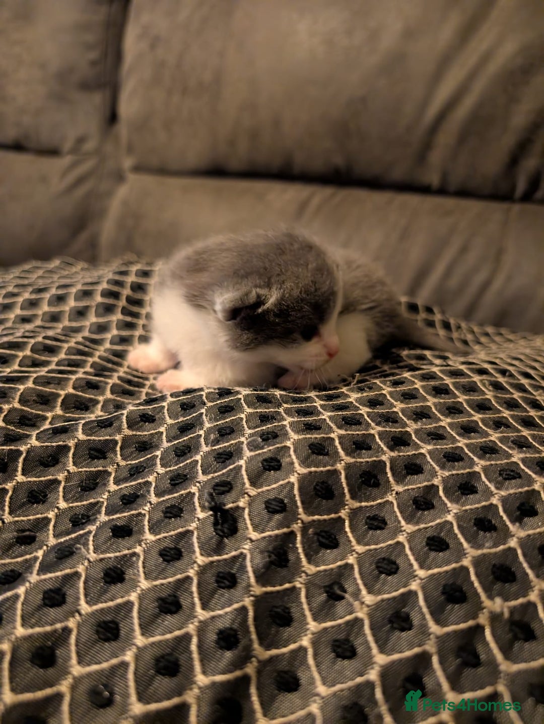 British Shorthair cats for sale: 3 British shorthair kittens  - Image 4