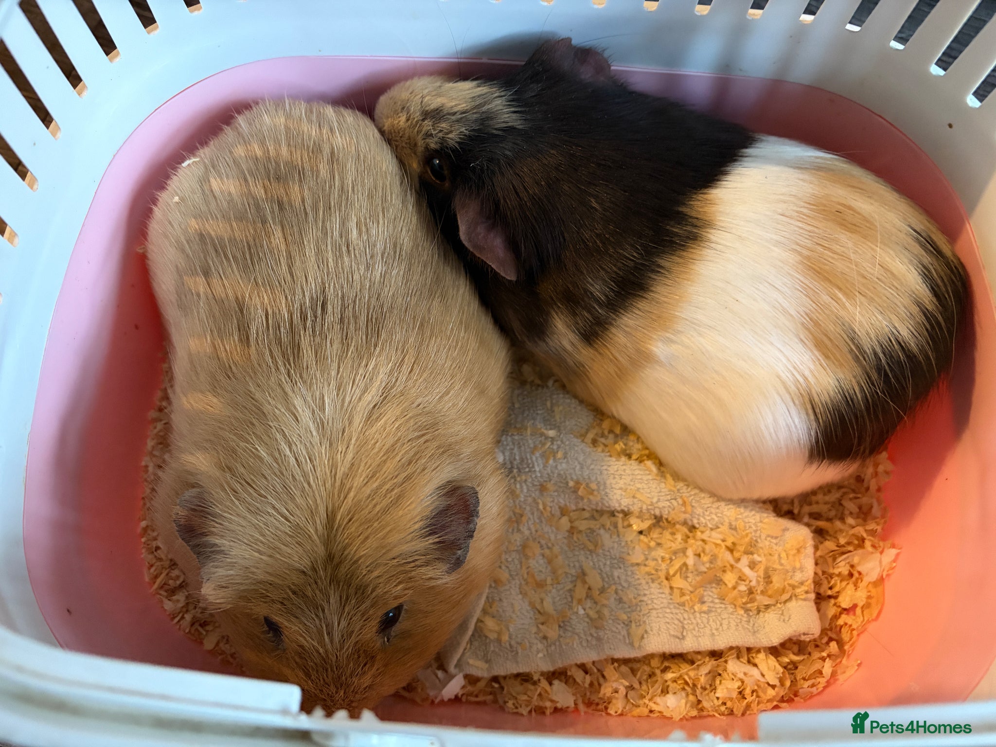 Guinea Pig rodents Male guinea pigs, Egg and Croissant  - Advert 1