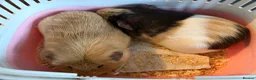 Guinea Pig rodents for sale: Male guinea pigs, Egg and Croissant  in Devizes - Advert 1