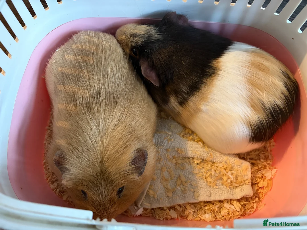 Guinea Pig rodents for sale: Male guinea pigs, Egg and Croissant  in Devizes - Advert 1