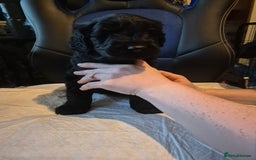 Mixed Breed dogs for sale: Stunning Litter of Labradoodle x Pyrenees - Advert 6