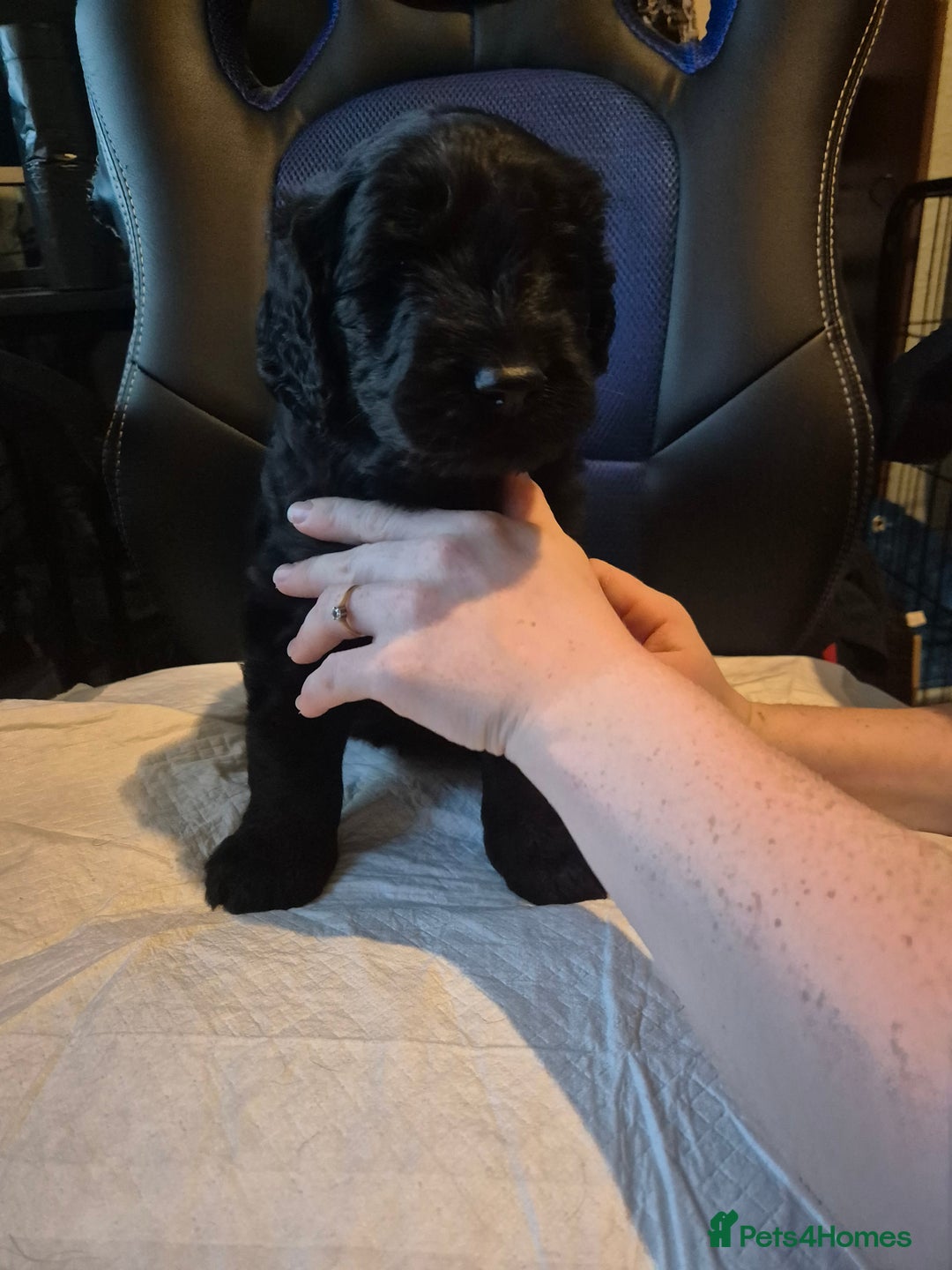 Mixed Breed dogs for sale: Stunning Litter of Labradoodle x Pyrenees - Advert 6