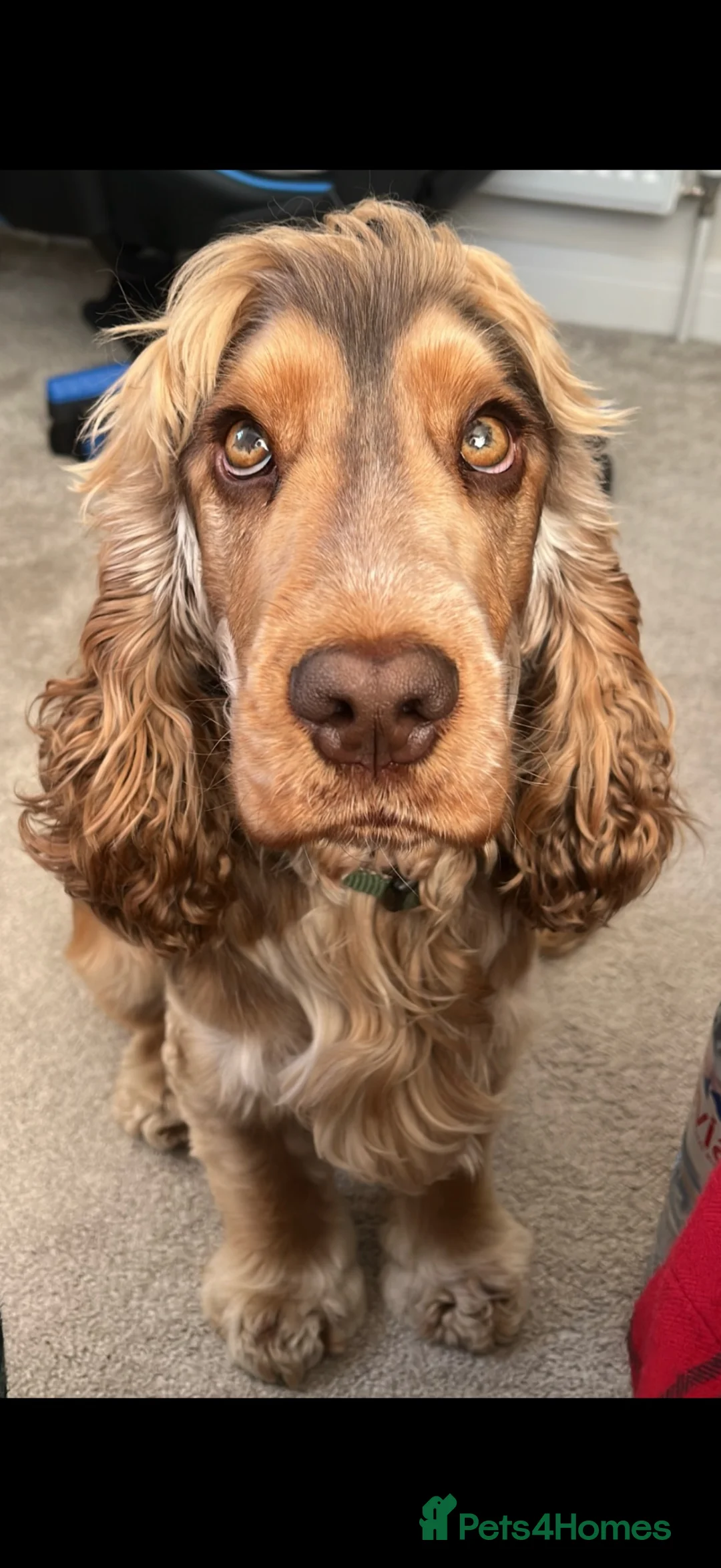 Cocker Spaniel dogs for sale: Cocker Spaniel puppies looking for forever homes♥️ - Advert 2