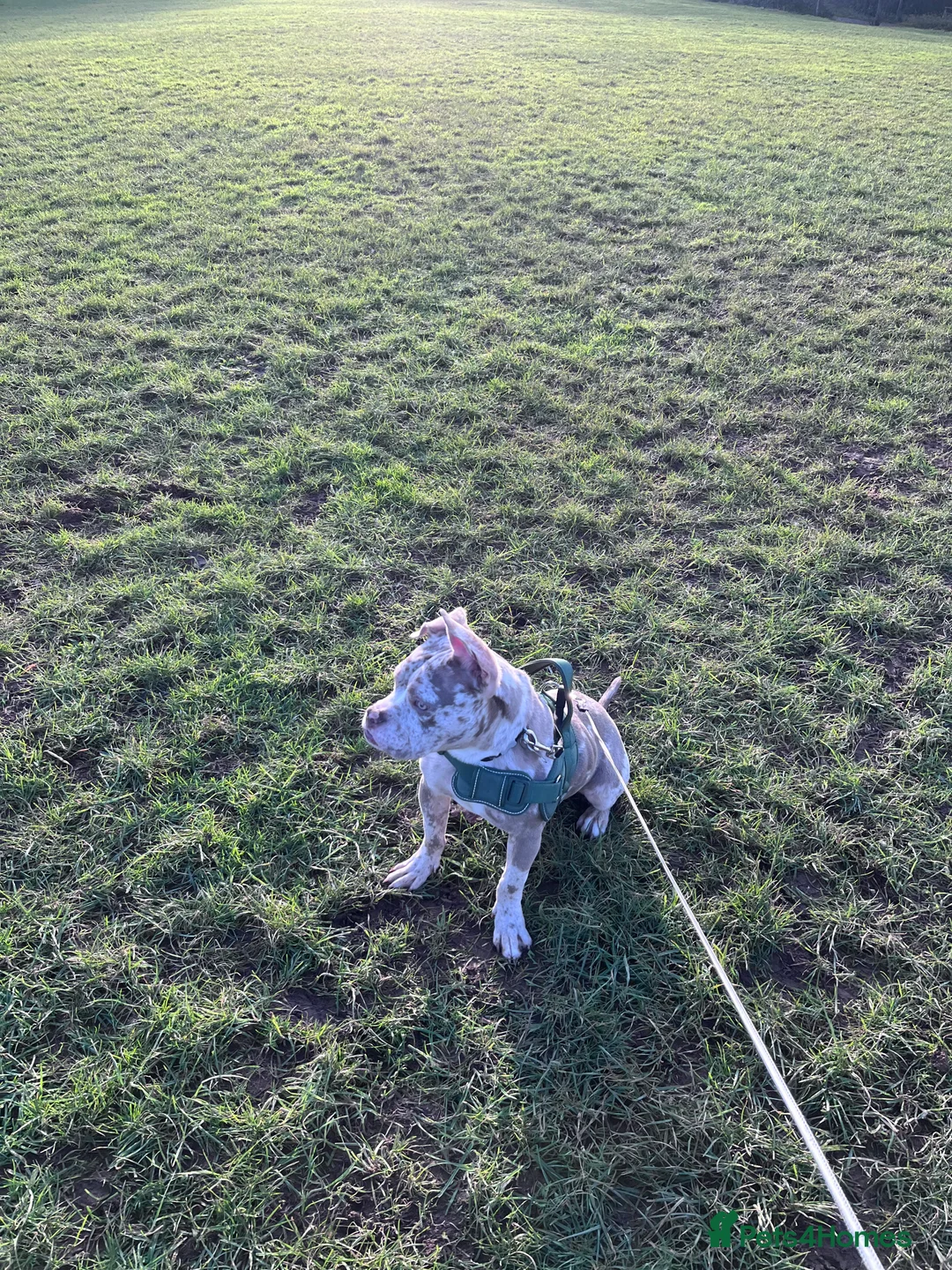 American Bully dogs for sale: Male Standard x pocket bully - Advert 1