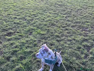 American Bully dogs Male Standard x pocket bully - Advert 1