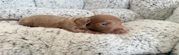 Miniature Dachshund dogs for sale: KC short haired and long haired puppies  - Advert 33