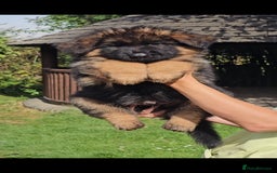 German Shepherd dogs for sale: Beautiful girl available  - Image 16