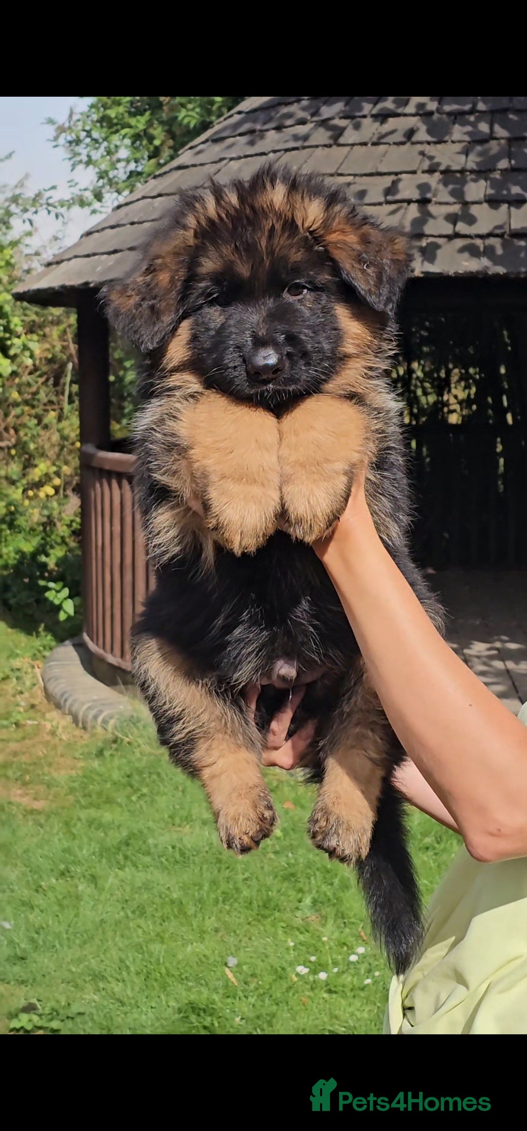 German Shepherd dogs for sale: Beautiful girl available  - Image 16
