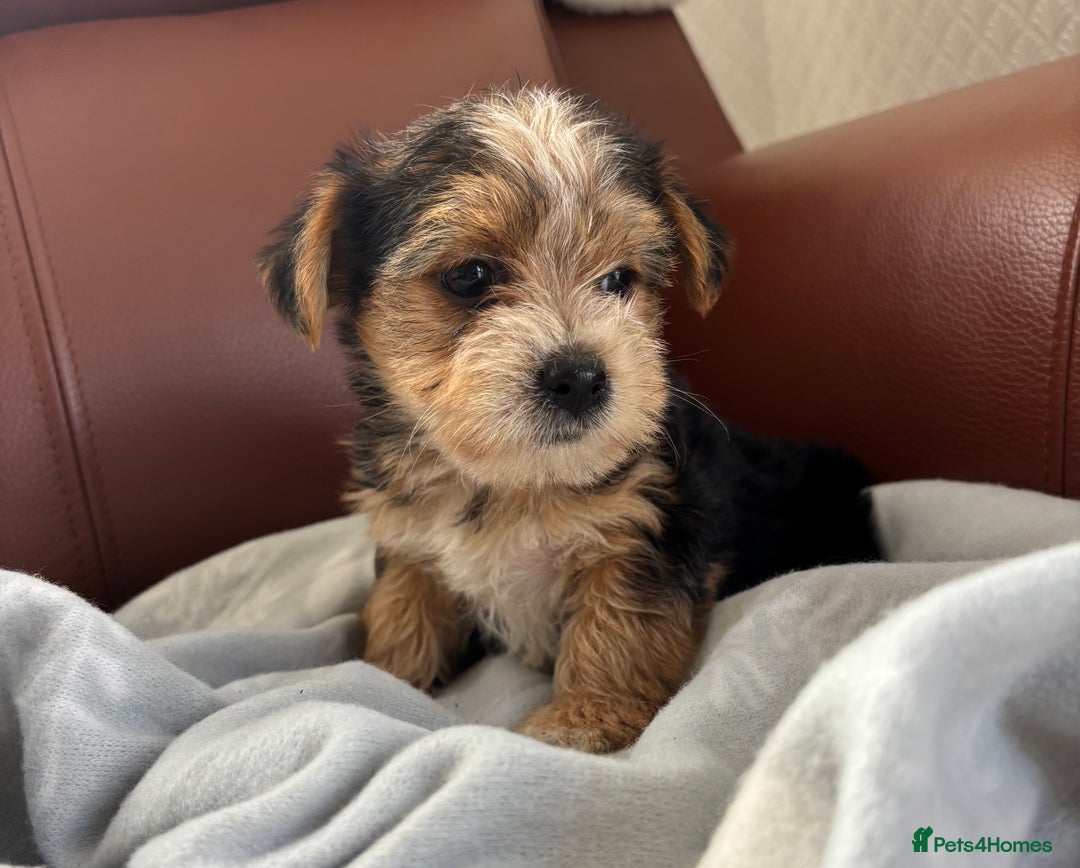 Mixed Breed dogs for sale: Yorkshire terrier/Jack Russell - Image 19