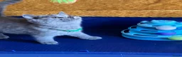 British Shorthair cats for sale: GCCF registered ChampionBloodline 5GENpedigree BSH - Advert 7