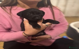 Labrador Retriever dogs for sale: Outstanding Litter of KC registered Labradors  - Image 25
