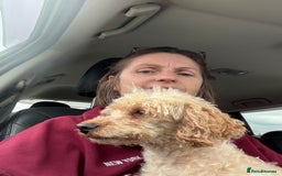 Miniature Poodle dogs for sale: Miniature Toy Poodle - Image 2