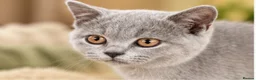Brazilian Shorthair cats for sale: 💙💙💙💙Lilac & Blue Kittens 💙💙💙💙 - Advert 3