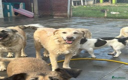 Labrador Retriever dogs for adoption: Rupert - Norwich Norfolk  - Image 19