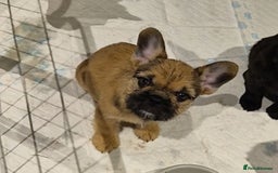 Mixed Breed dogs for sale: Female french bulldog pup - Advert 1