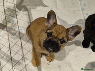 Mixed Breed dogs Female french bulldog pup - Advert 1
