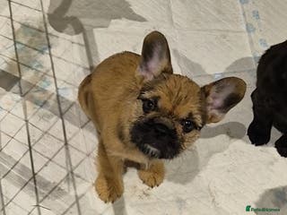 Mixed Breed dogs Female french bulldog pup - Advert 3