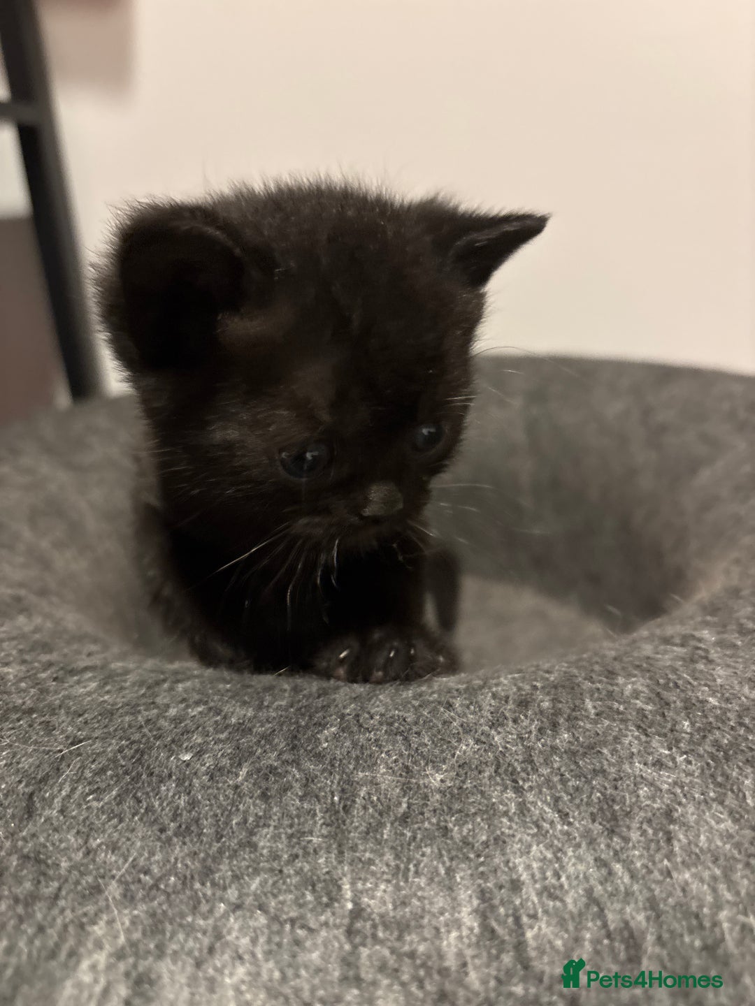 Mixed Breed cats for sale: Adorable kittens for sale - Advert 7