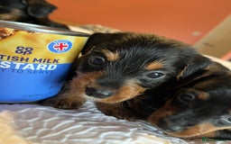 Mixed Breed dogs for sale: Adorable Dorkie puppies  - Image 8