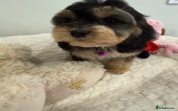 Cockapoo dogs for sale: Stunning sable, roan, parti f1. Full dna clear  - Image 19
