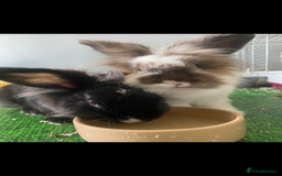 Lionhead rabbits for sale: 1 Male&1 Female lionhead rabbits available. - Image 8