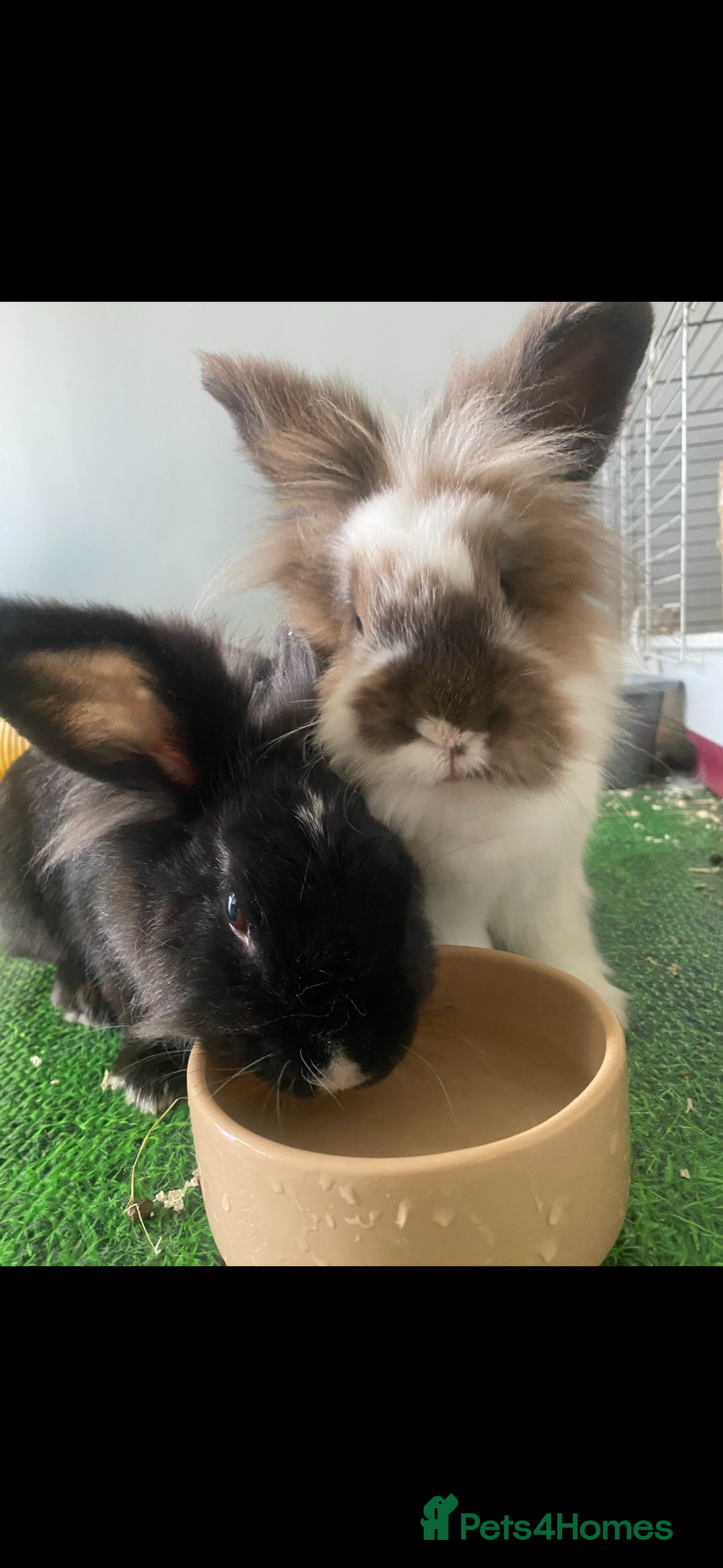 Lionhead rabbits for sale: 1 Male&1 Female lionhead rabbits available. - Image 8