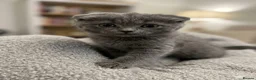Mixed Breed cats for sale: Scottish fold x Ragdoll mix - Advert 8